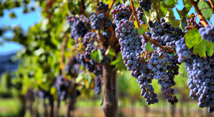 一年四季，葡萄藤在忙活什么？